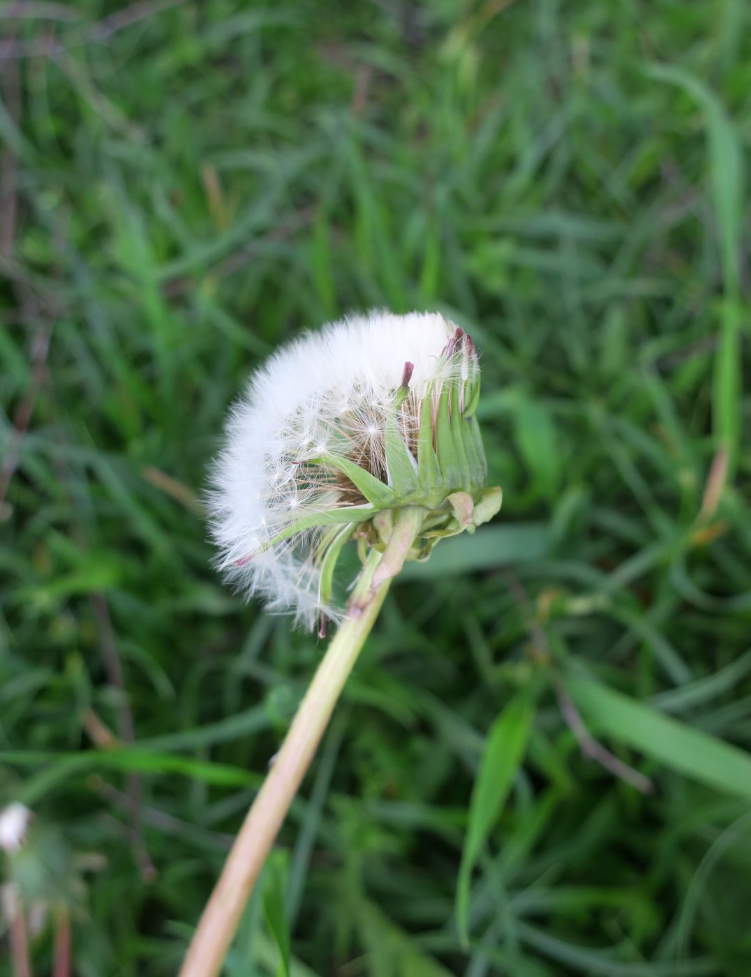 Image of Taraxacum officinale specimen.