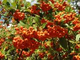 род Pyracantha