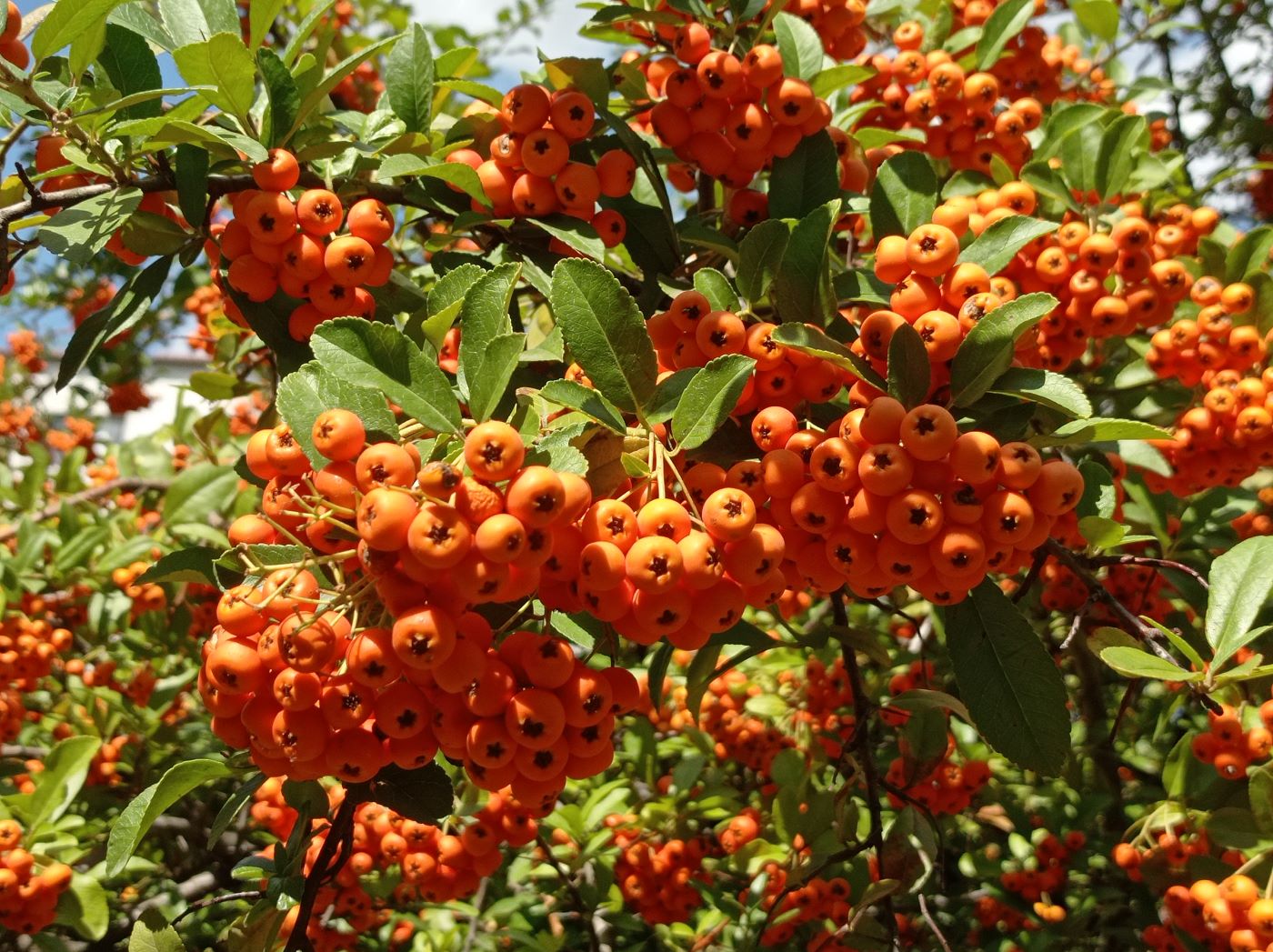 Изображение особи род Pyracantha.