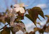 Cerasus sachalinensis. Ветвь с цветками и молодыми листьями. Южное Приморье, Чёрные горы, заповедник \"Кедровая падь\". 06.05.2008.