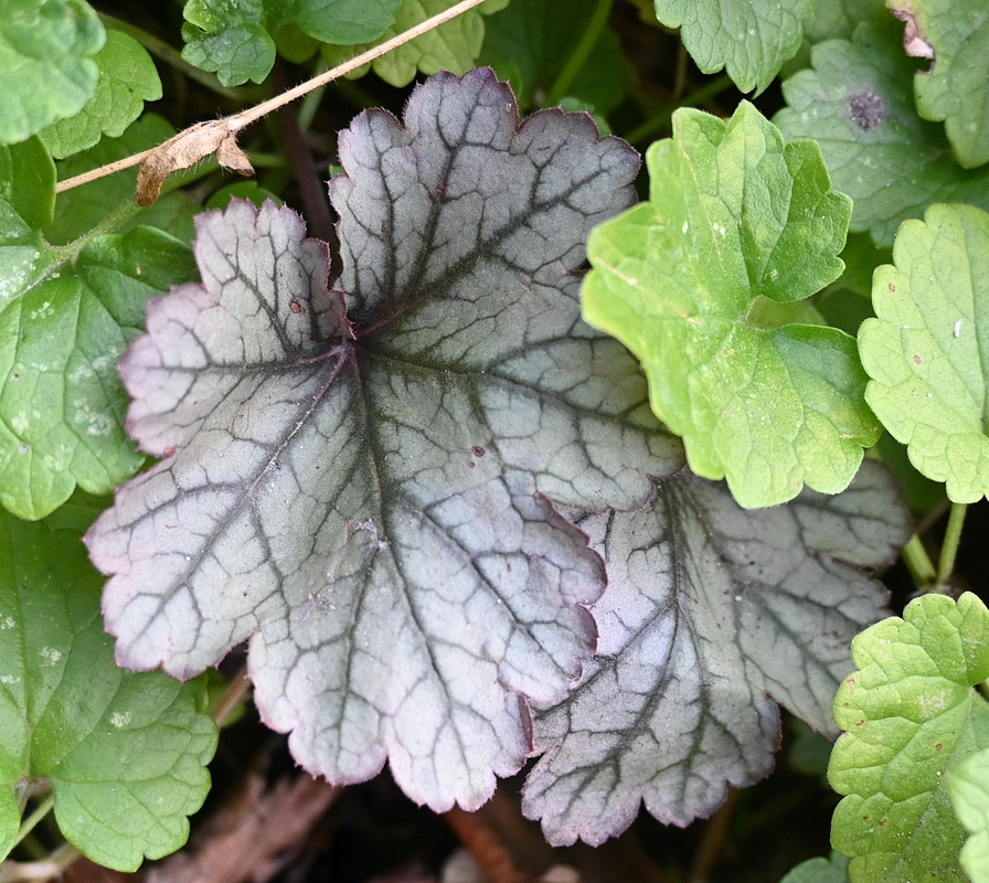 Image of Heuchera × hybrida specimen.