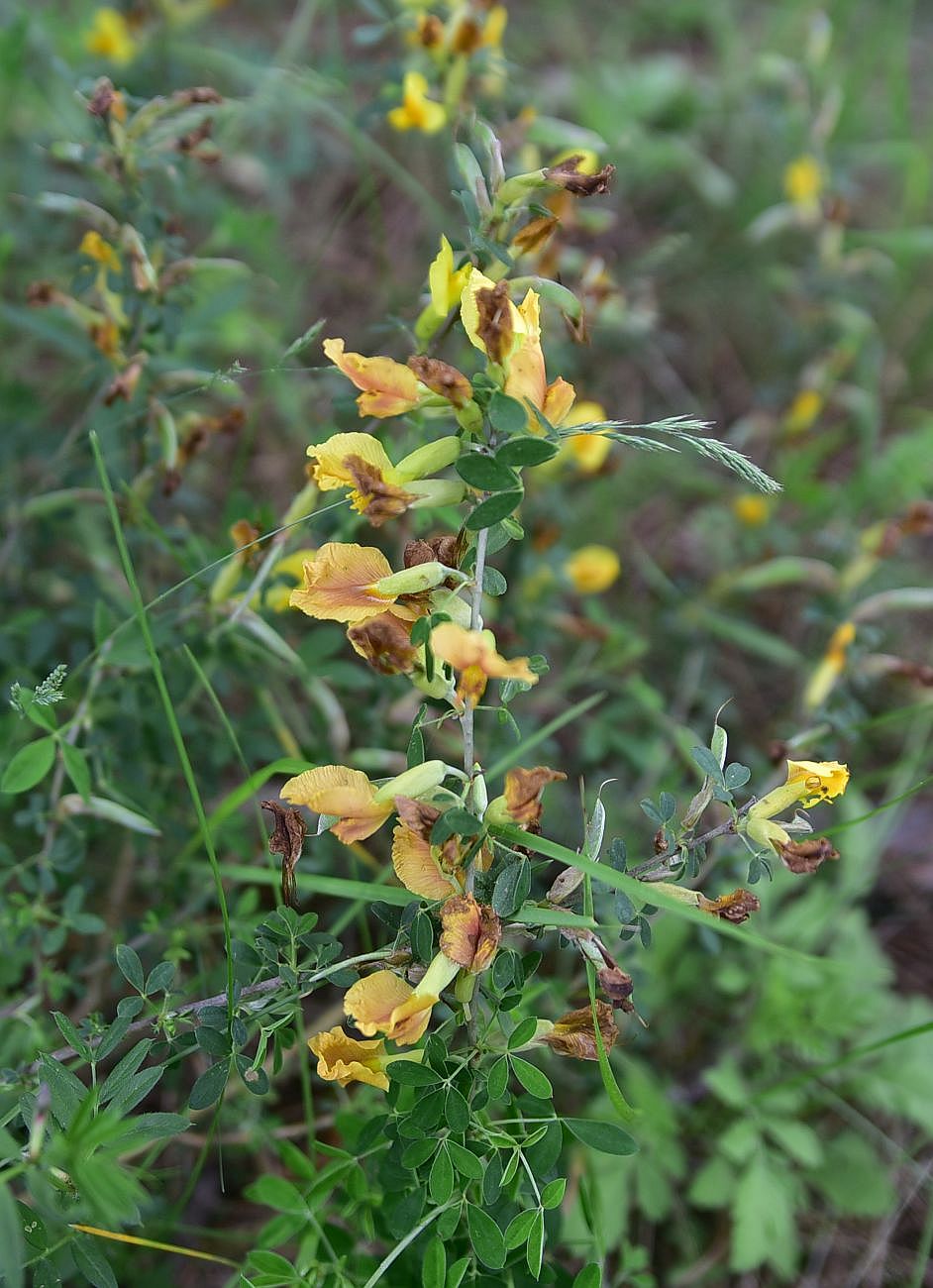 Image of genus Chamaecytisus specimen.