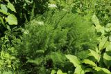 Meum athamanticum. Цветущее и плодоносящее растение в сообществе с Hosta и Aegopodium podagraria. Ленинградская обл., Кировский р-н, пос. Дачное, дачный участок. 19.06.2026.