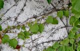 Parthenocissus tricuspidata. Части побегов с присосками. Португалия, округ Коимбра, г. Кондейша-а-Нова, в культуре. 14.06.2026.