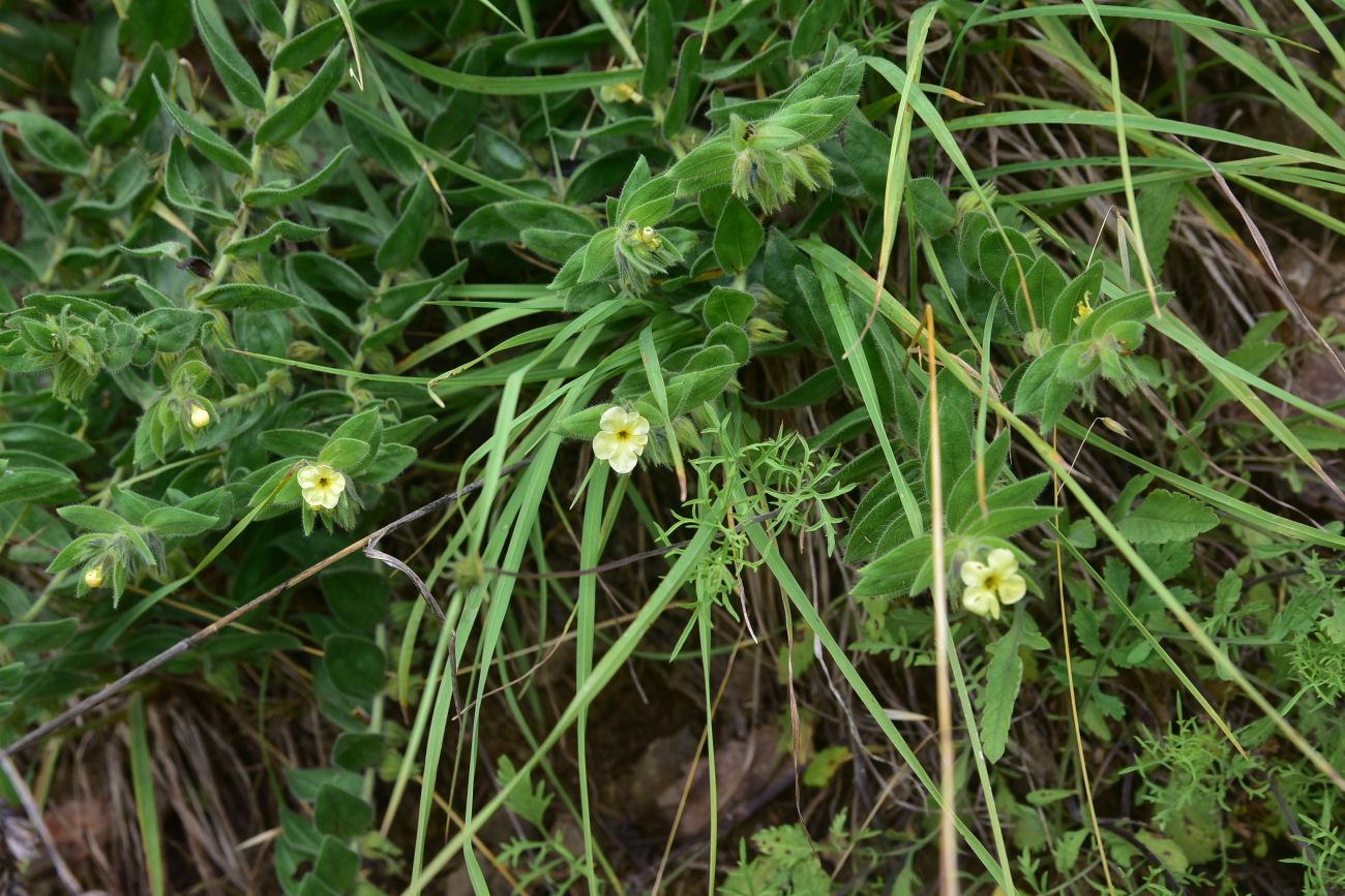 Image of familia Boraginaceae specimen.