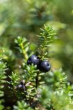 Empetrum caucasicum. Верхушка веточки с плодами. Кабардино-Балкария, Чегемский р-н, дол. р. Чегем, хвойный лес. 02.08.2026.