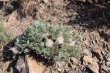 Astragalus lasiostylus. Плодоносящее растение. Узбекистан, Джизакская обл., хр. Нуратау, окр. перевала Саурбель, каменисто-щебнистый склон, ок. 1100 м н.у.м. 13.05.2025.