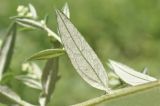 Artemisia integrifolia. Лист (вид на абаксиальную поверхность). Приморский край, Шкотовский р-н, окр. с. Новонежино, сырой луг. 08.08.2026.