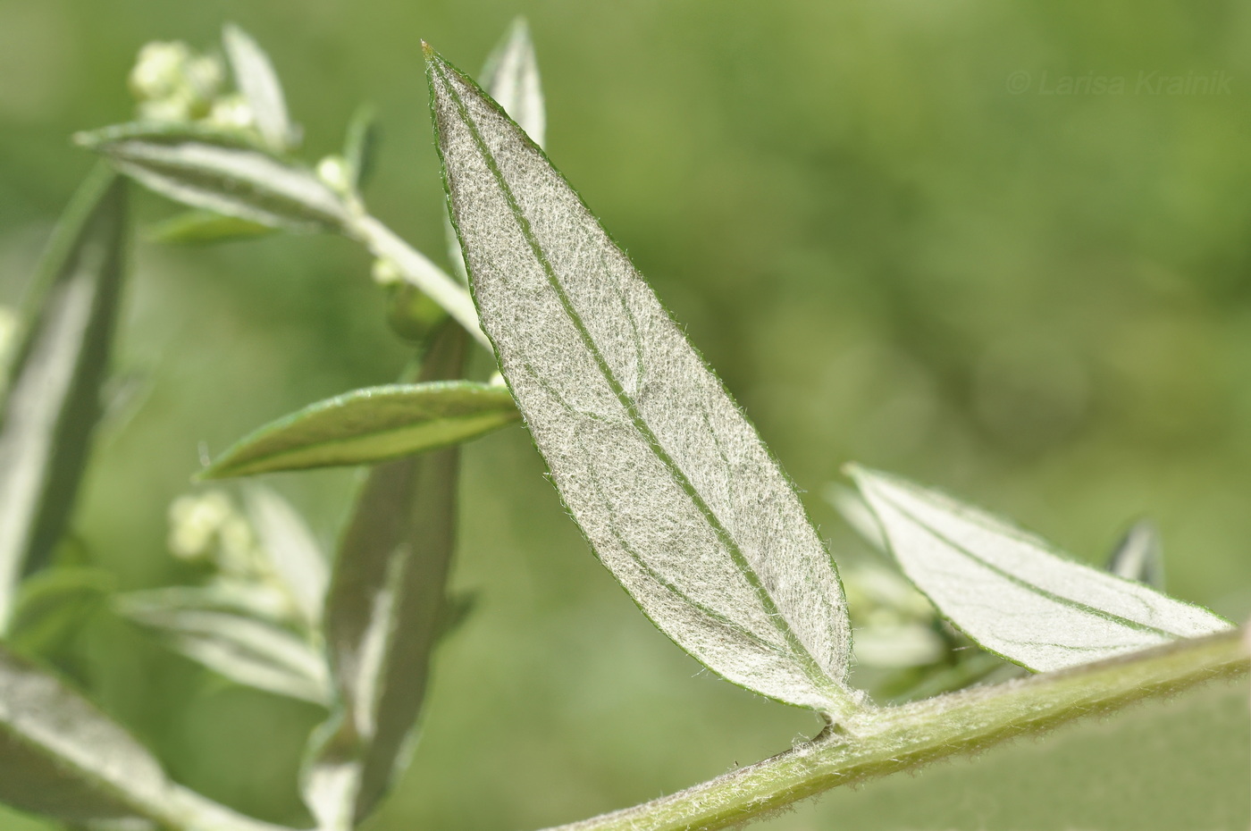 Image of Artemisia integrifolia specimen.