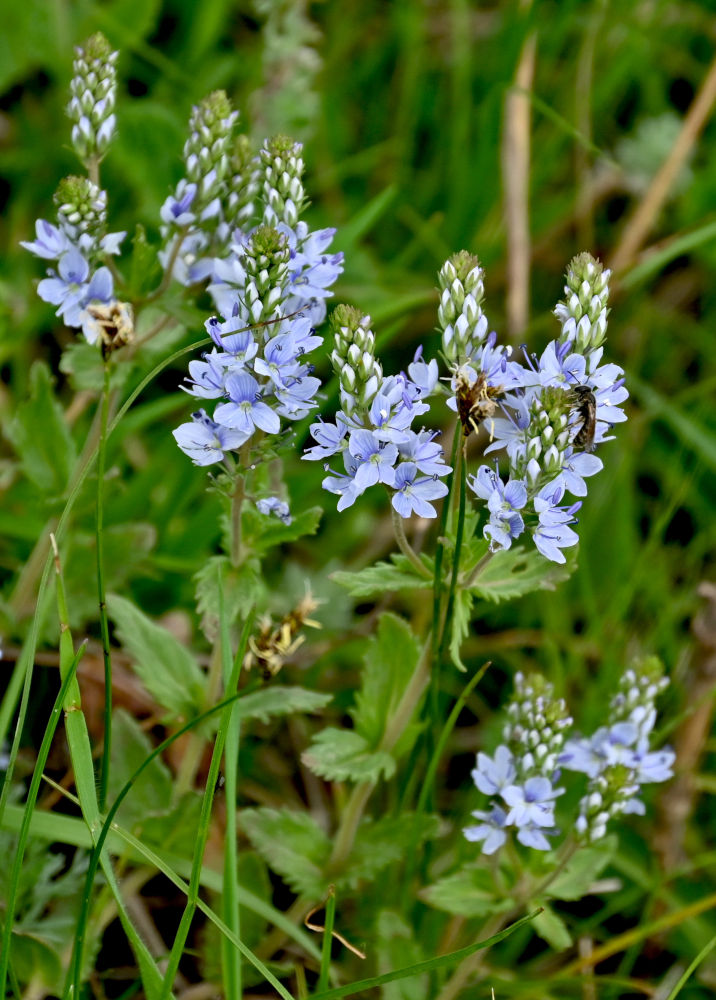 Image of Veronica prostrata specimen.