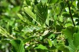 Alnus glutinosa. Верхушка плодоносящей веточки. Турция, ил Артвин, 500 м ниже храма Отхта по долине реки, заросли на берегу реки. 13 июня 2026 г.
