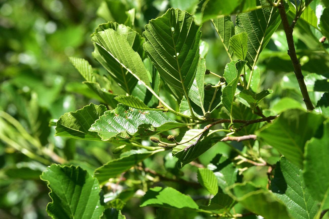 Изображение особи Alnus glutinosa.