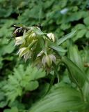 Epipactis papillosa. Верхушка цветущего растения с насекомым. Хабаровский край, г. Комсомольск-на-Амуре, юго-восточный склон сопки \"Ключевая\", смешанный лес с преобладанием Betula. 18.07.2026.