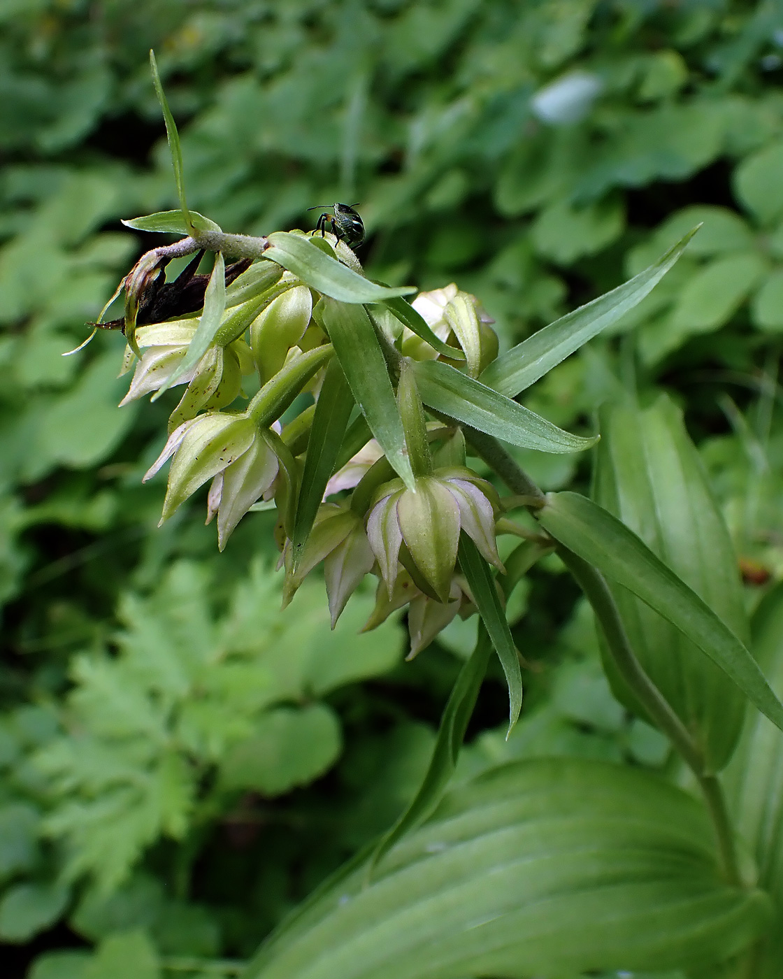 Image of Epipactis papillosa specimen.