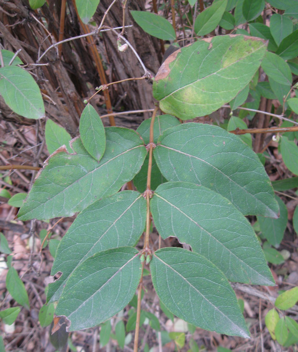 Image of Lonicera fragrantissima specimen.