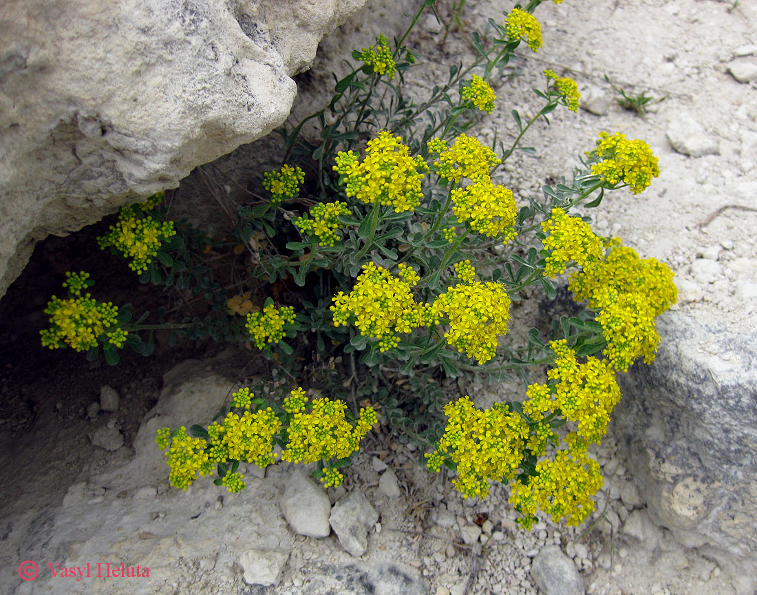 Image of genus Odontarrhena specimen.