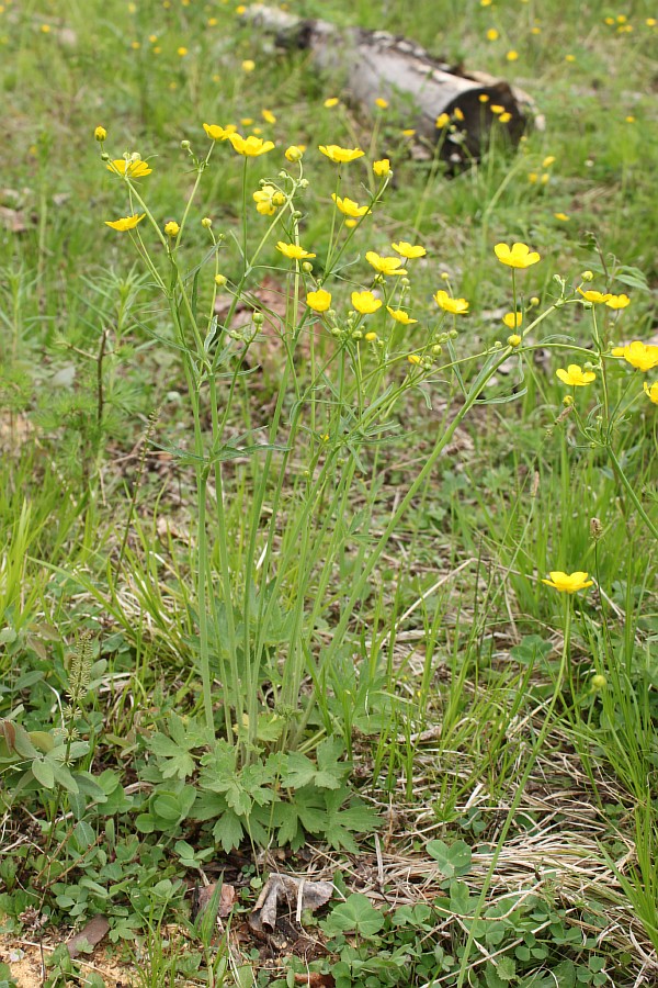 Изображение особи Ranunculus propinquus.