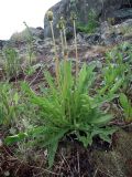 род Taraxacum. Цветущее растение среди крупновалунной моренной гряды. Кольский полуостров, Восточный Мурман, Дальние Зеленцы, берег губы Дальнезеленецкая. 05.07.2011.