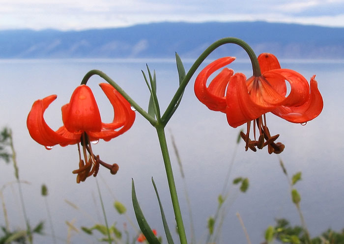 Image of Lilium pumilum specimen.