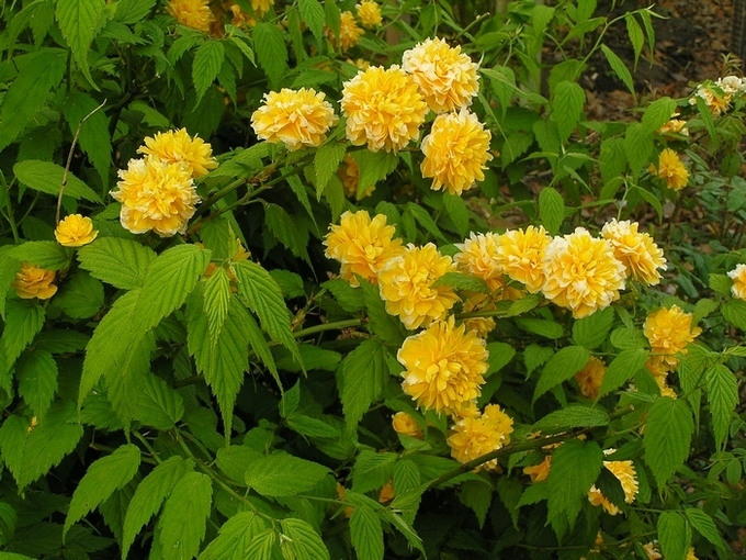 Image of Kerria japonica var. pleniflora specimen.