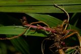 Epilobium consimile