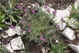 Astragalus circassicus