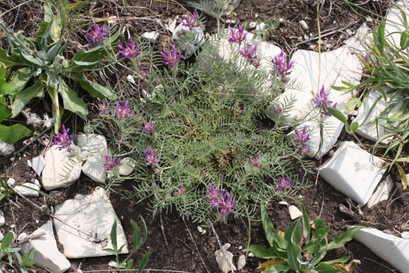 Image of Astragalus circassicus specimen.