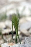 genus Hordeum