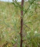 Centaurea stoebe