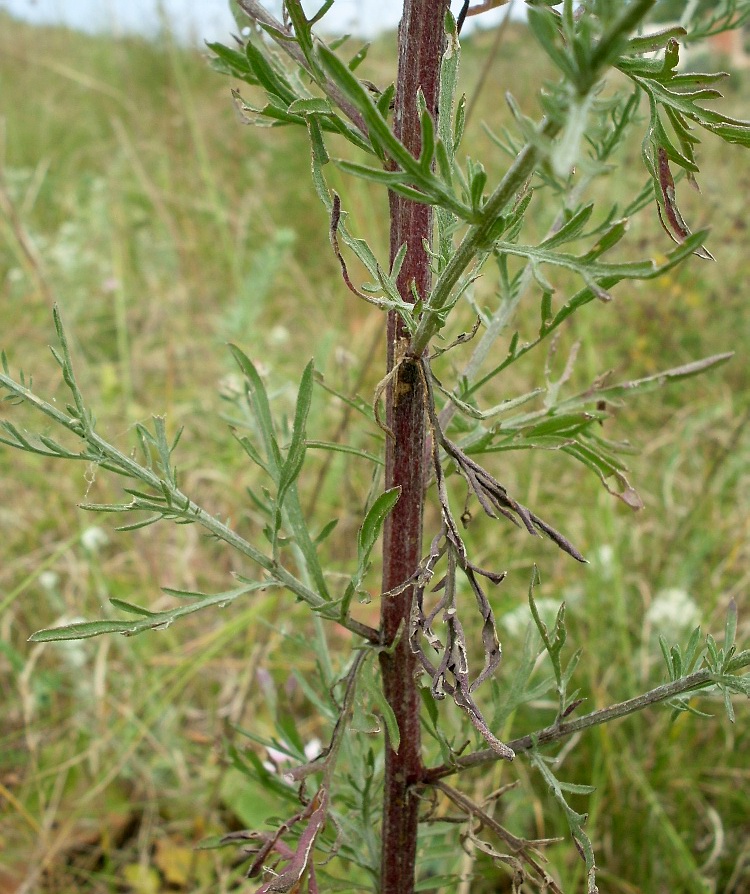 Изображение особи Centaurea stoebe.