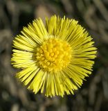 Tussilago farfara