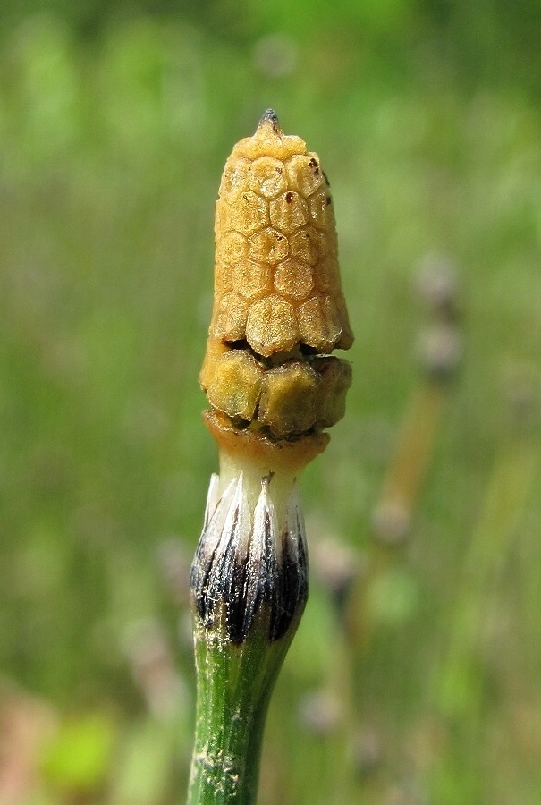 Изображение особи Equisetum variegatum.