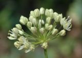 Allium flavescens