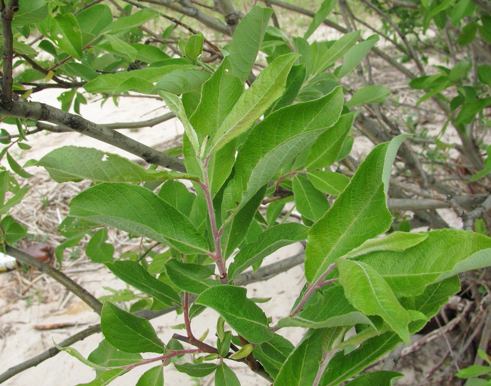 Image of Salix × bicolor specimen.