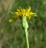 Scorzonera austriaca. Соцветие. Казахстан, Костанайская обл., Костанайский р-н, полоса отчуждения автомобильной дороги. 15.05.2011.