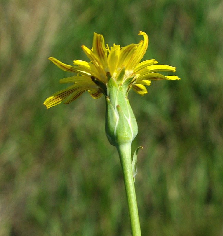 Image of Scorzonera austriaca specimen.