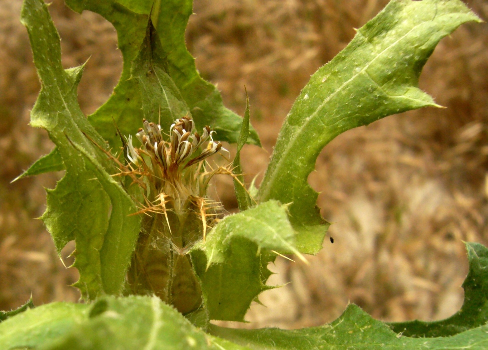 Изображение особи Centaurea benedicta.