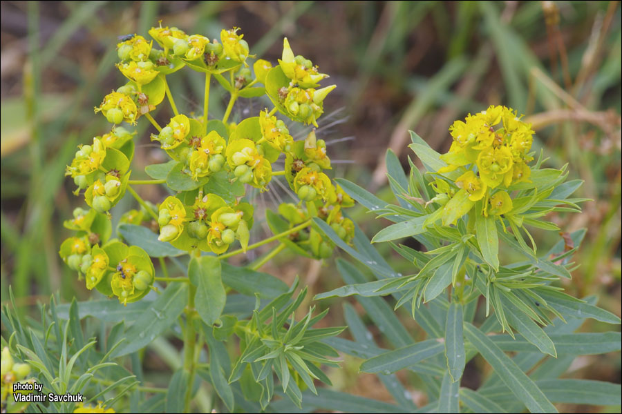 Image of Euphorbia virgata specimen.