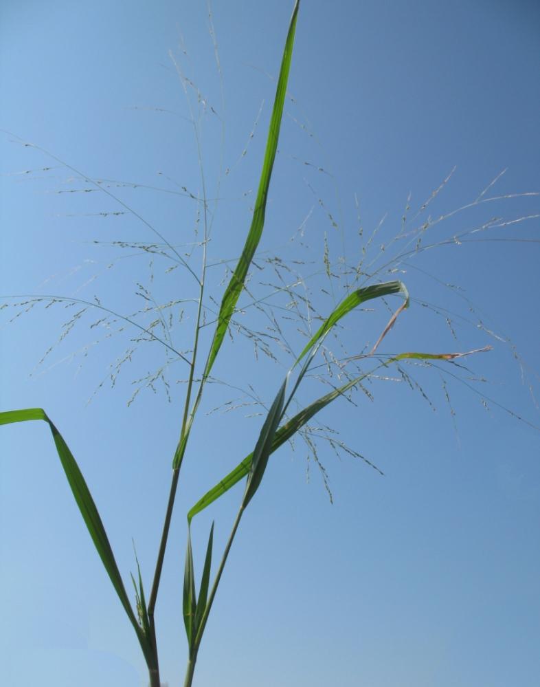 Image of Panicum dichotomiflorum specimen.