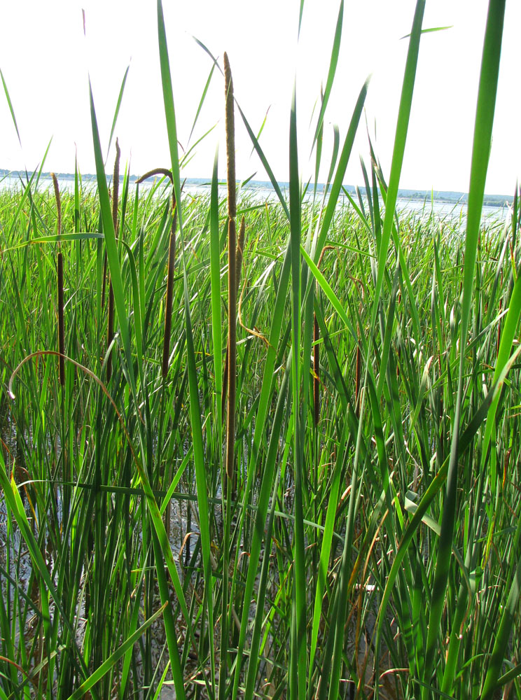 Изображение особи Typha angustifolia.