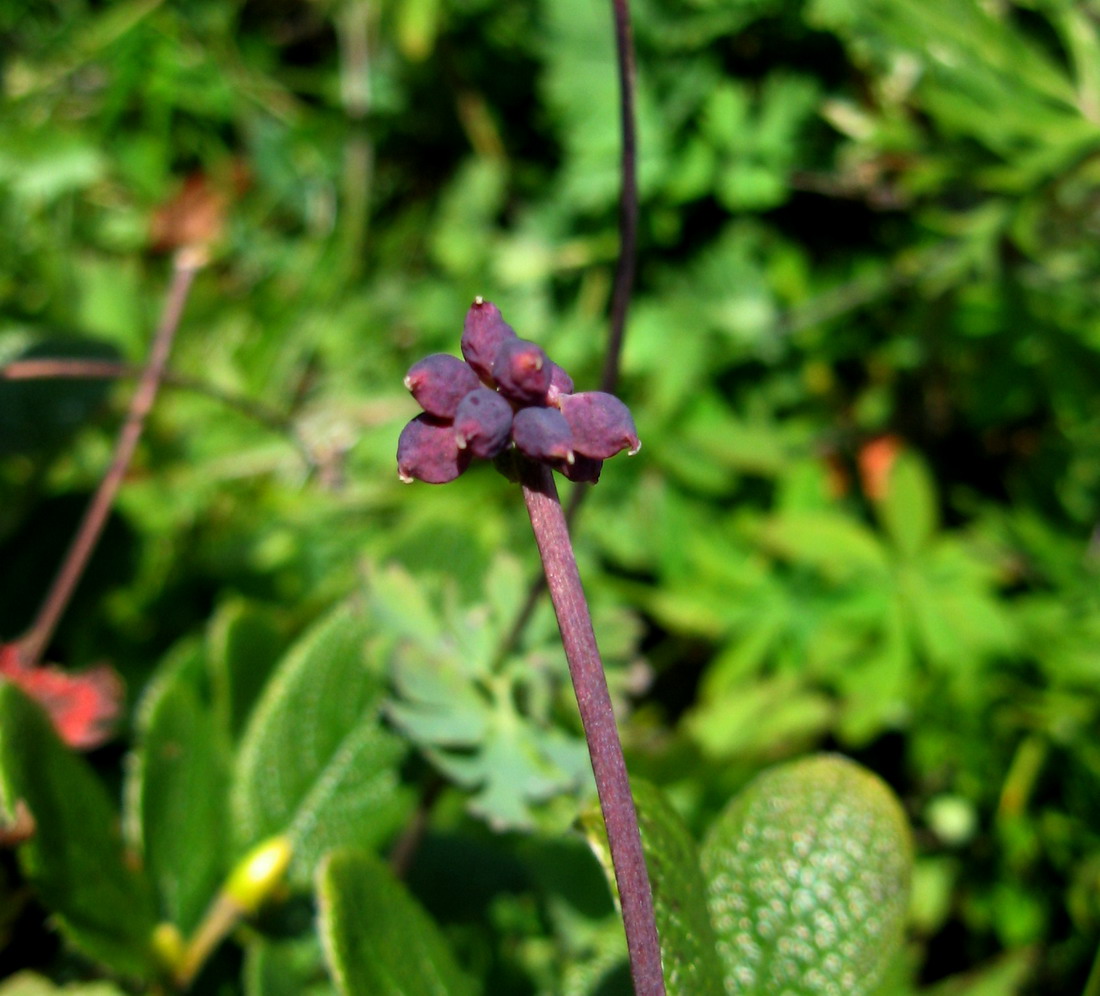 Image of Callianthemum sajanense specimen.