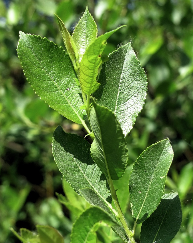 Image of Salix myrsinifolia specimen.