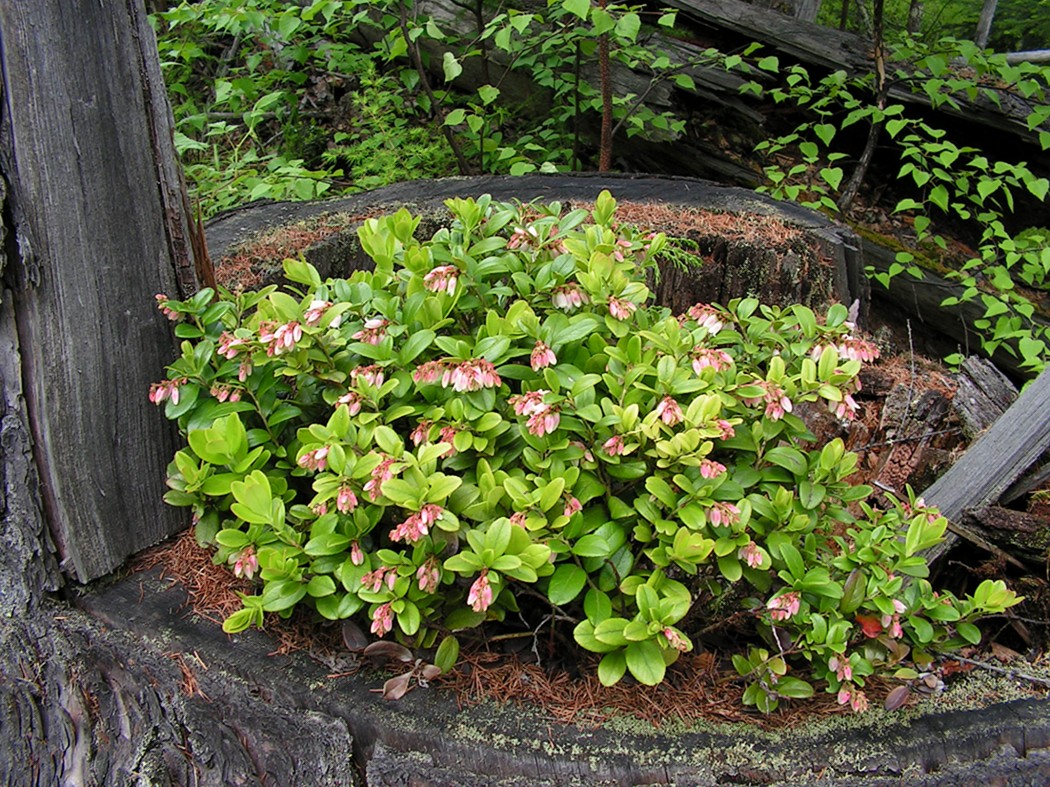 Image of Vaccinium vitis-idaea specimen.