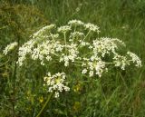 Peucedanum oreoselinum. Соцветие. Курская обл., Железногорский р-н, ж.д. ст. Мицень. 22 июля 2007 г.