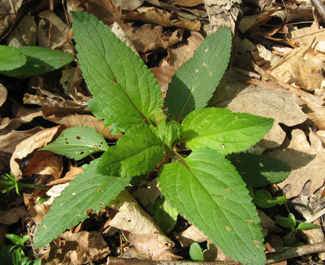 Изображение особи Scrophularia umbrosa.