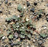 Erodium tibetanum. Растение с цветками и завязавшимися плодами. Монголия, Ховд аймак, Чандмань сомон. 21 июня 2004 г.