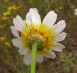 Glebionis coronaria