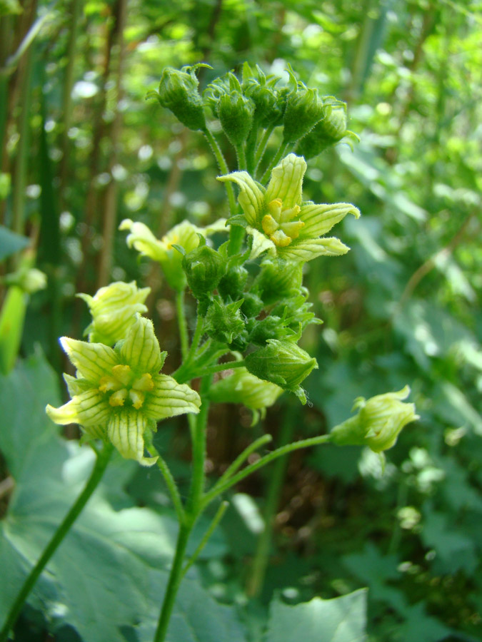 Image of Bryonia alba specimen.