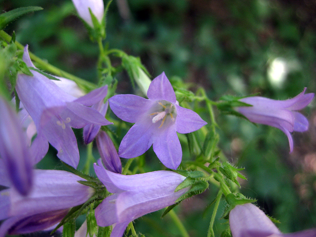 Изображение особи род Campanula.