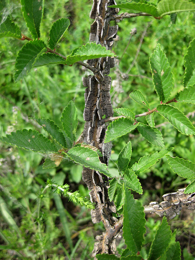 Изображение особи Ulmus minor.